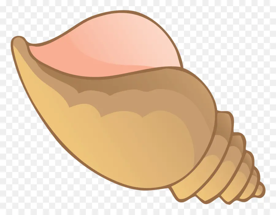 Coquillage，Coquille PNG