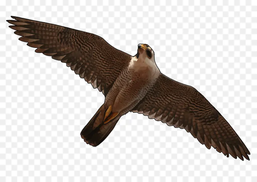 Oiseau Volant，Ailes PNG