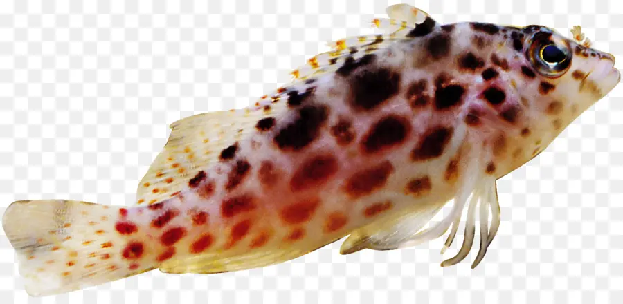 Poisson Tacheté，Aquatique PNG