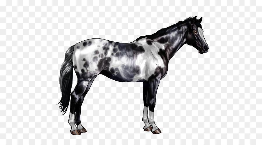 Cheval Noir Et Blanc，Cheval PNG