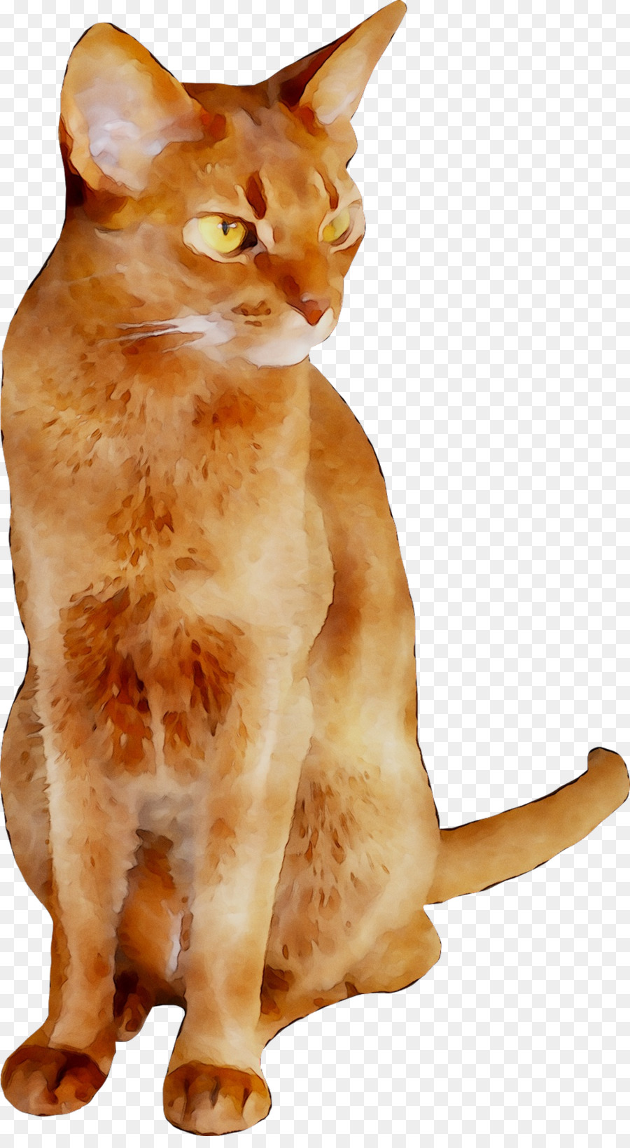 Chat，Animal De Compagnie PNG