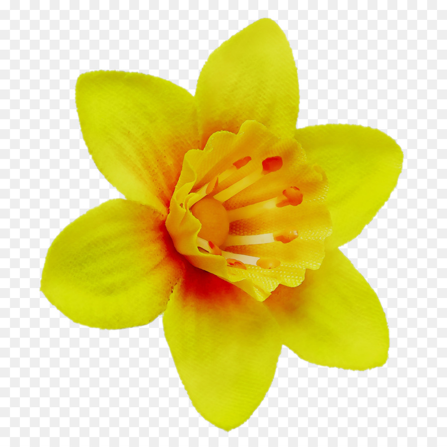 Fleurs Jaunes，Fleurir PNG