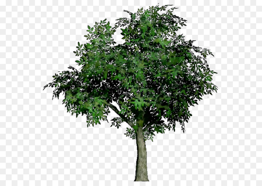 Arbre Vert，Usine PNG