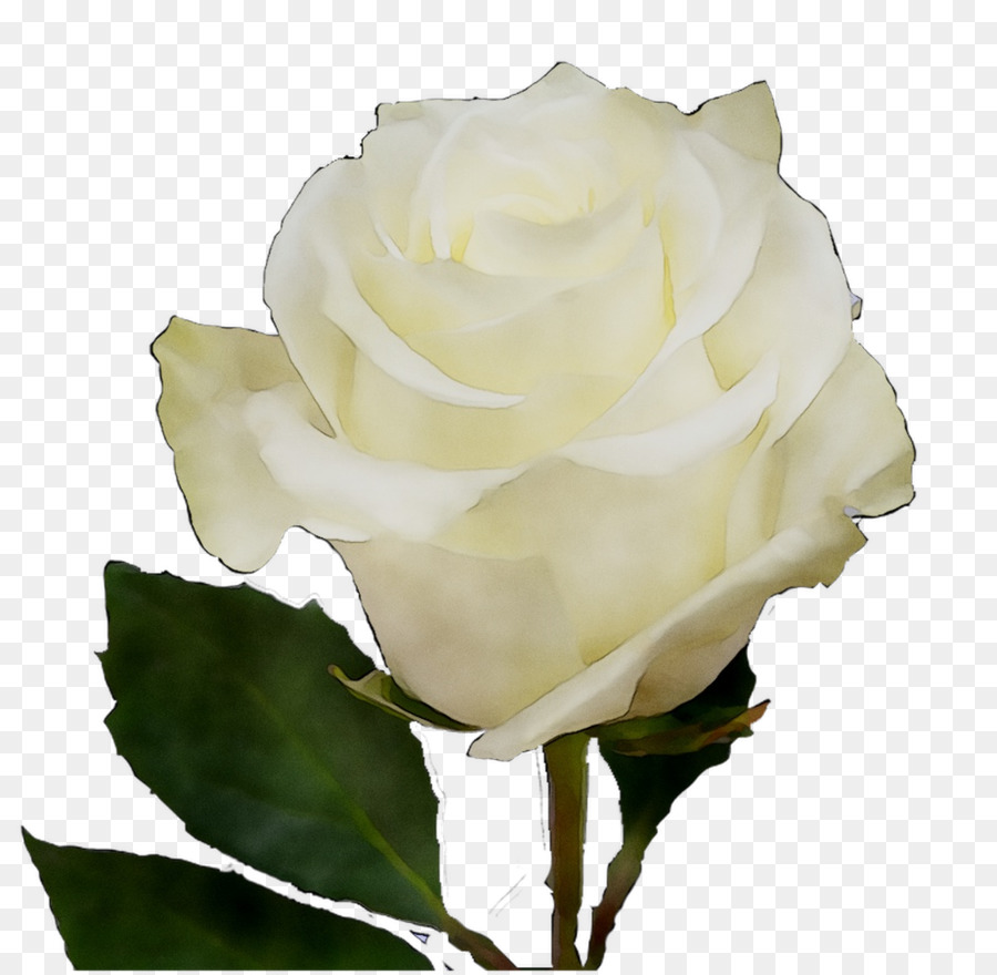 Rose Blanche，Floraison PNG