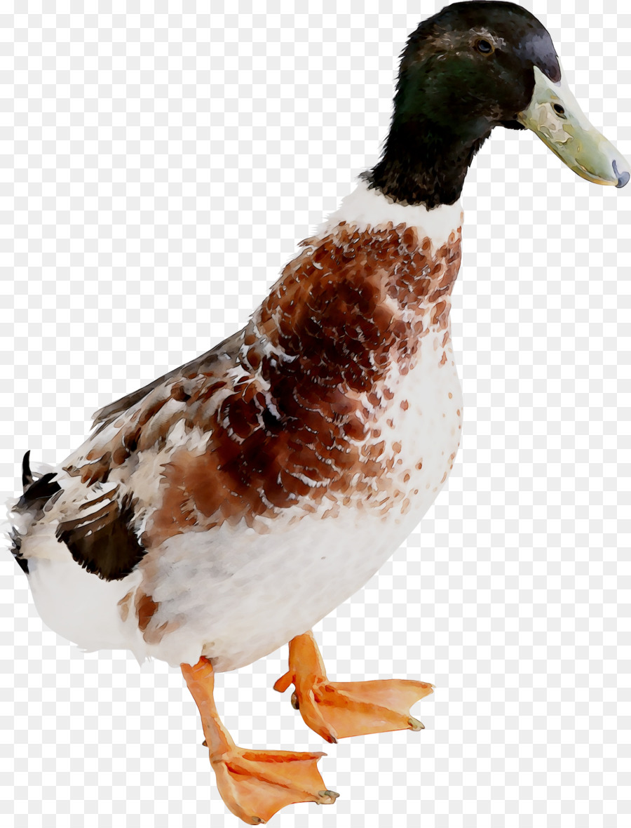 Oie，Oiseau PNG