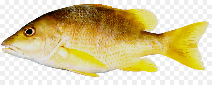 Poisson，Aquatique PNG