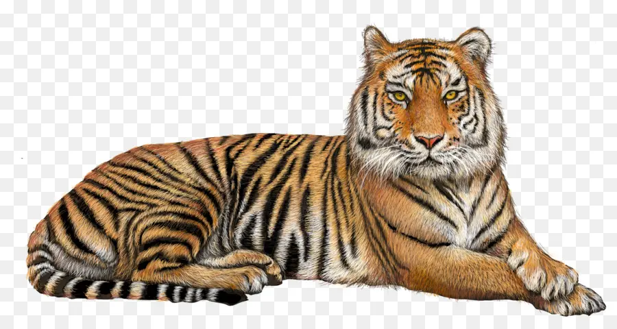 Tigre，Petit PNG