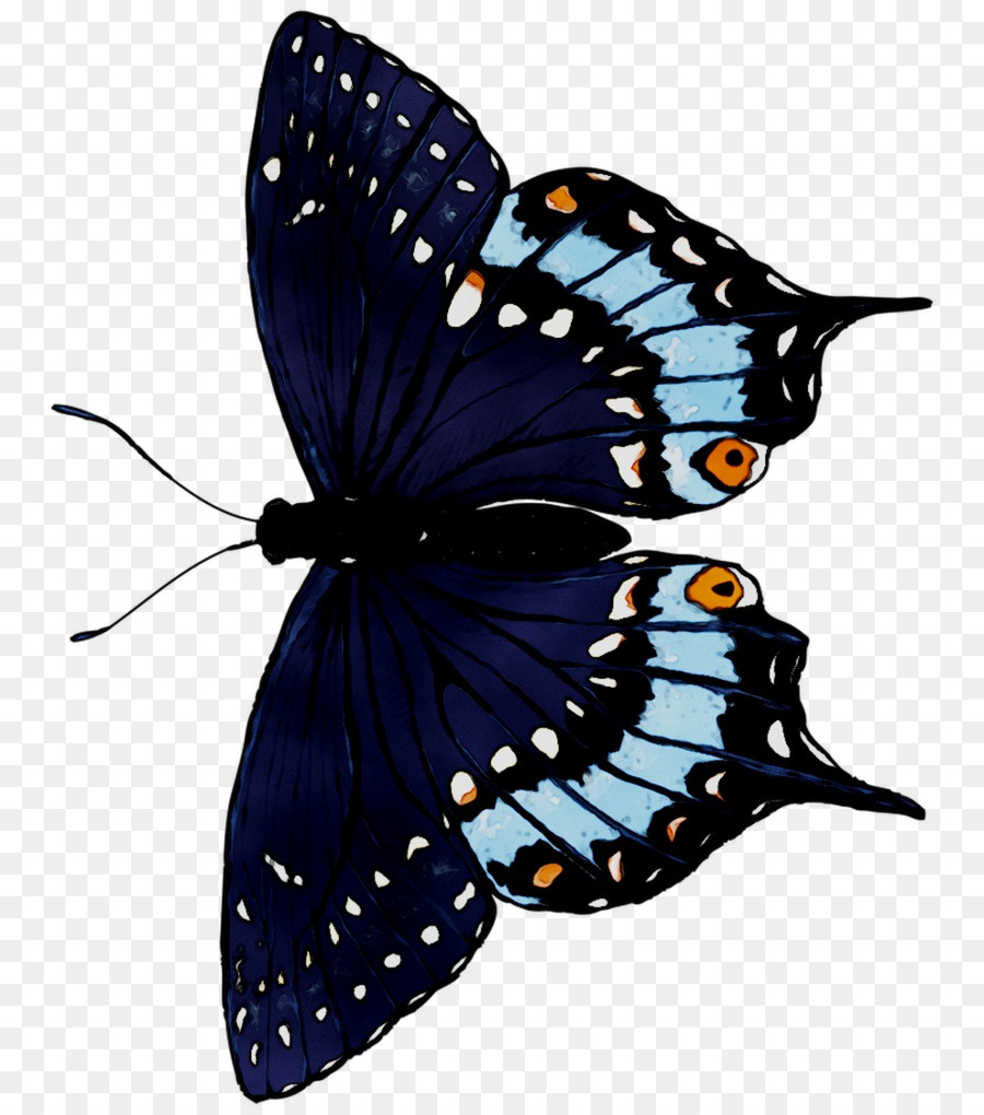 Papillon，Insecte PNG