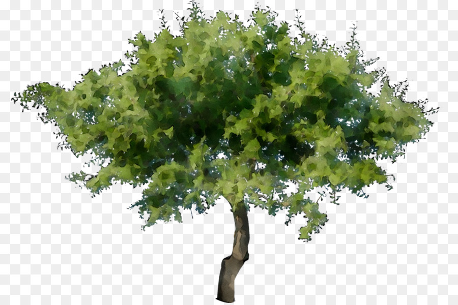 Arbre Vert，Usine PNG