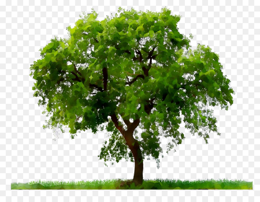 Arbre Vert，Feuilles PNG