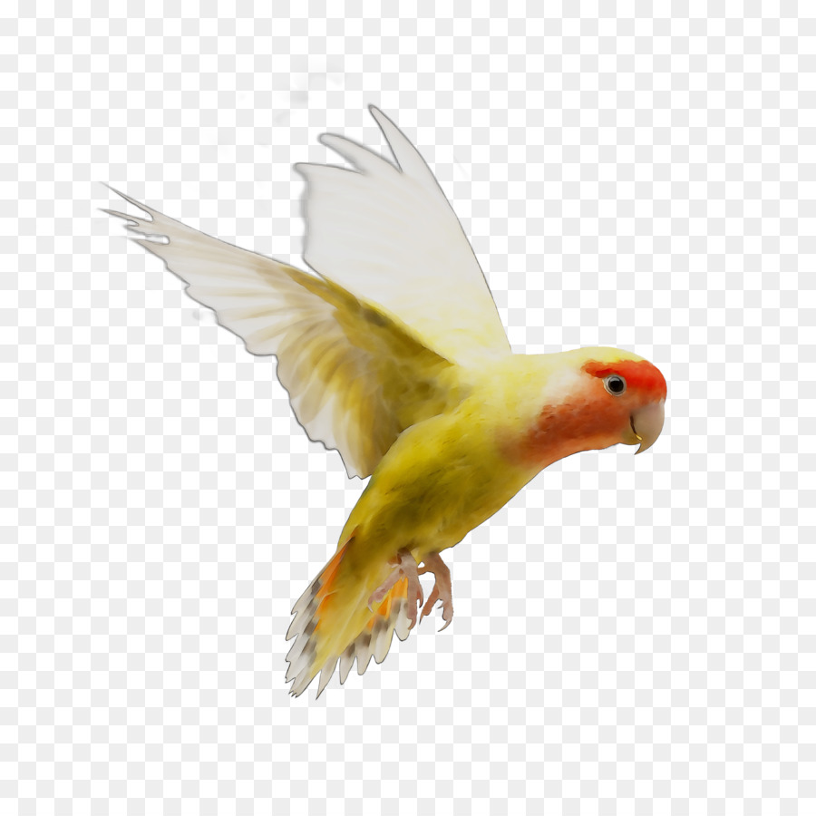 Oiseau Volant，Nature PNG