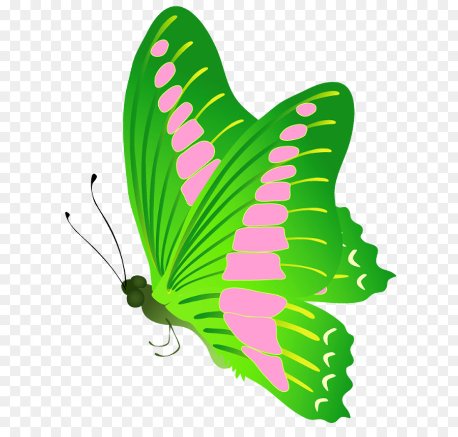 Papillon Vert，Insecte PNG