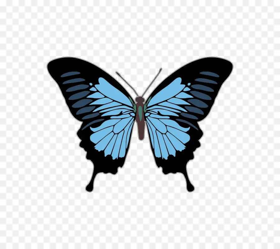 Papillon Bleu，Ailes PNG