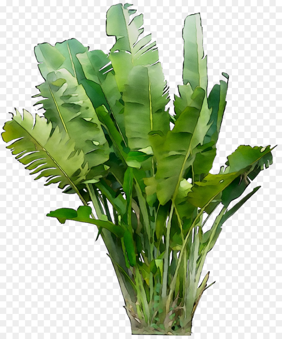 Feuille，Les Verts PNG