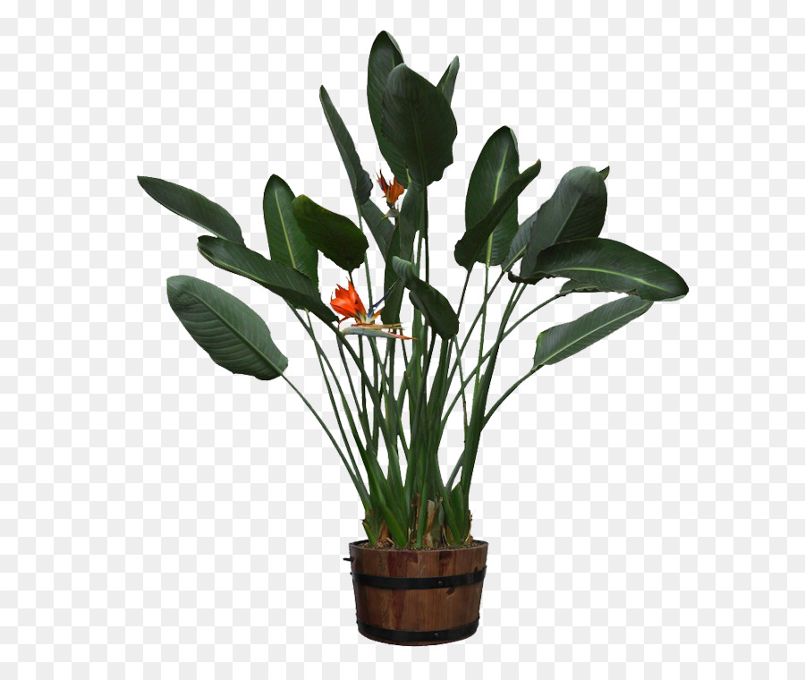 Plante En Pot，Vert PNG