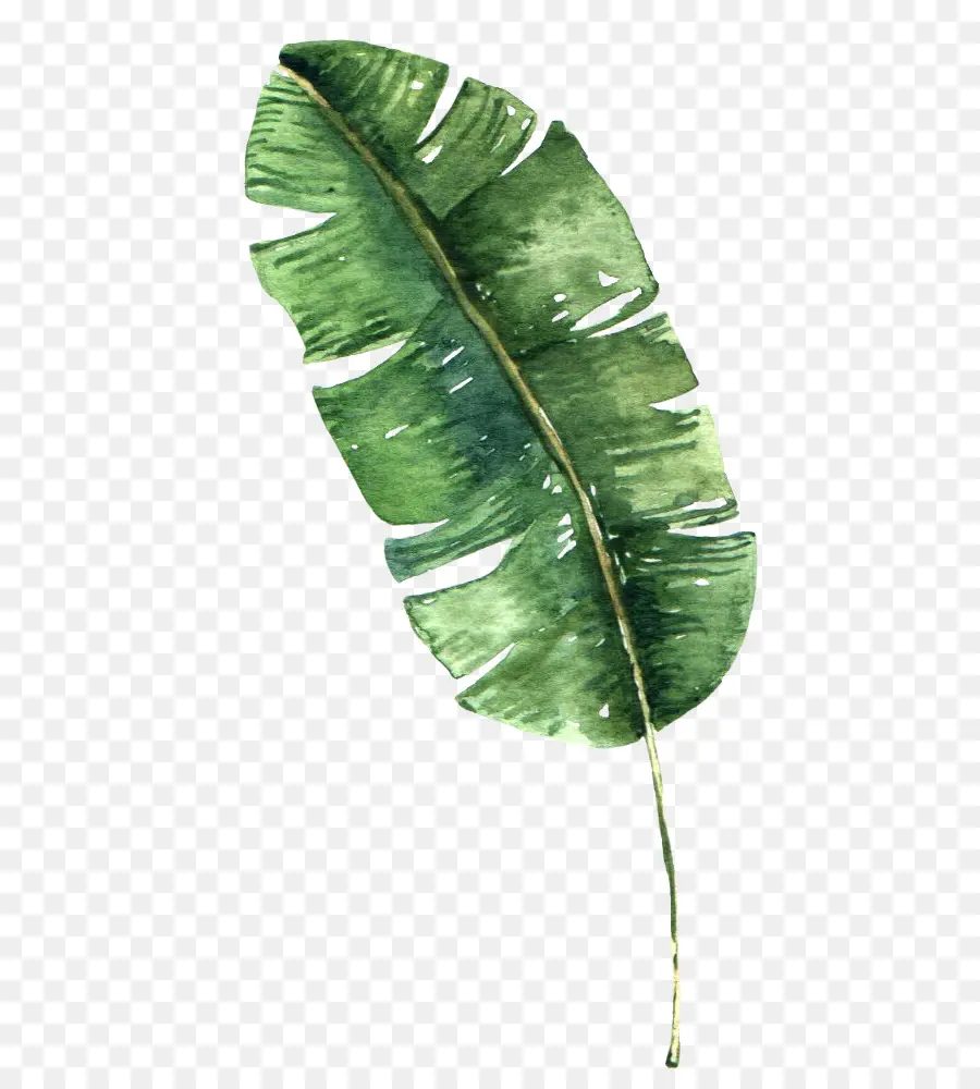 Feuille D'aquarelle，Vert PNG