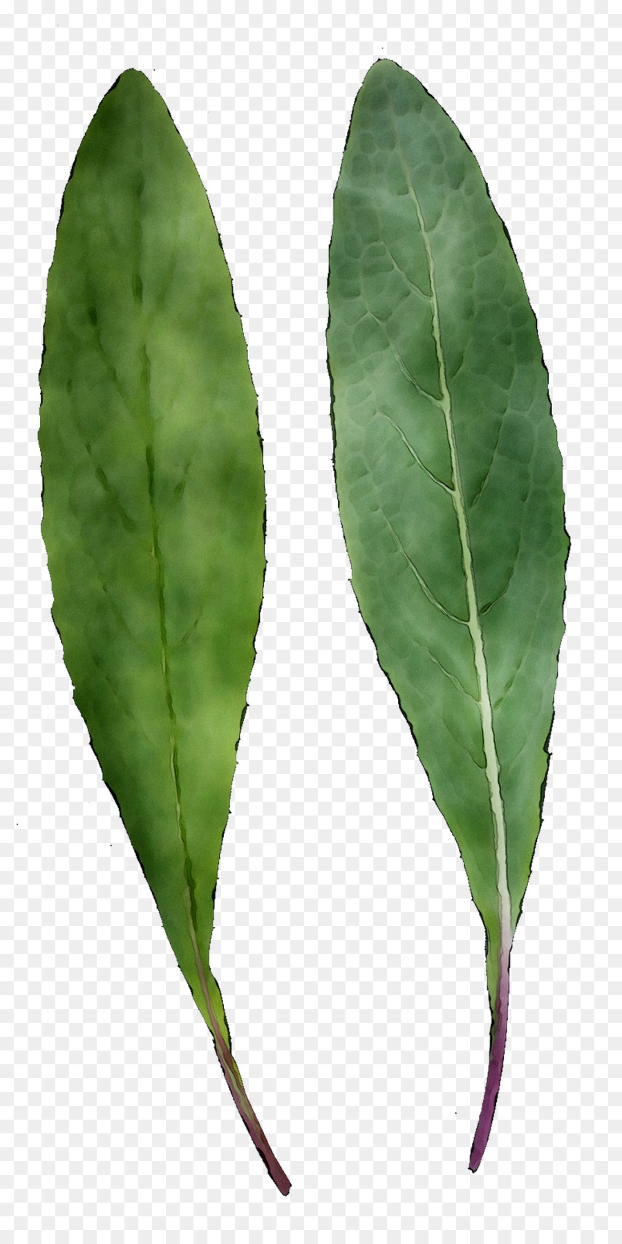 Feuille，Tige De La Plante PNG