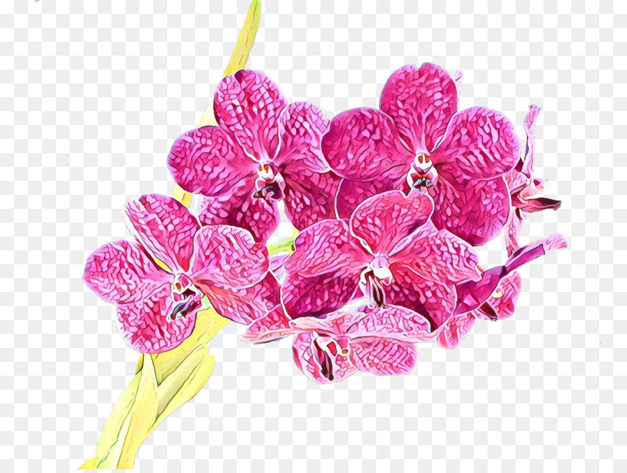 Fleurs D'orchidées，Orchidée PNG