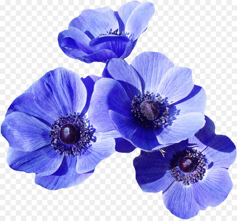 Fleurs Violettes，Fleurir PNG