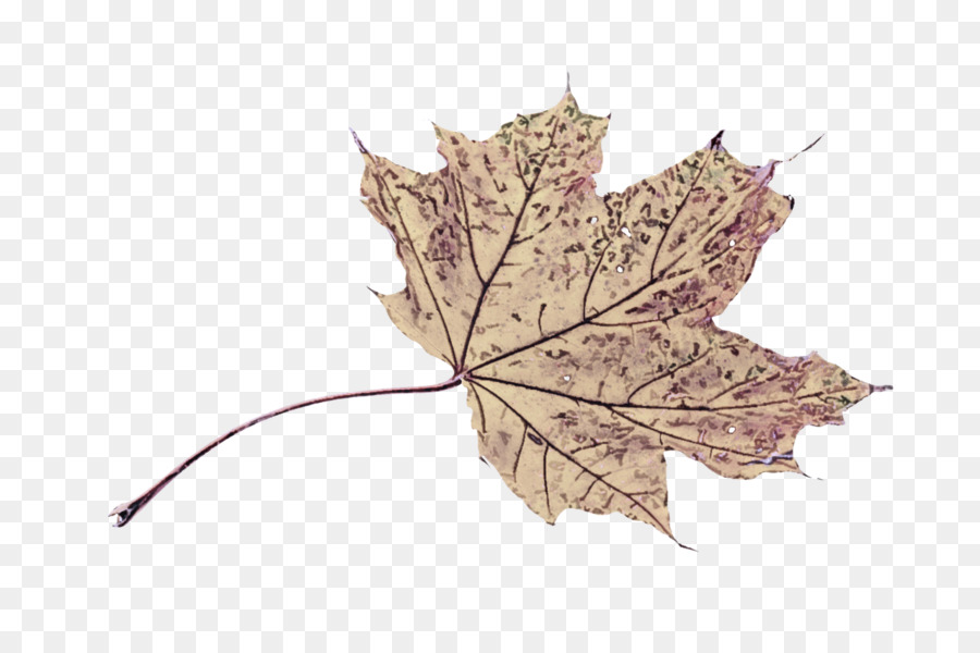 Feuilles D'automne，Automne PNG