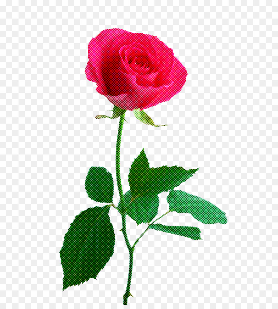 Rose Rose，Floraison PNG