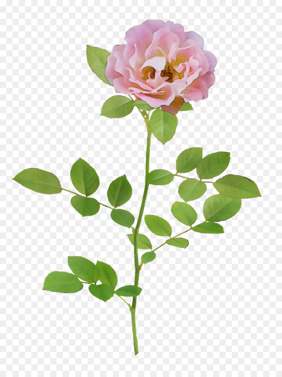 Rose Rose，Floraison PNG