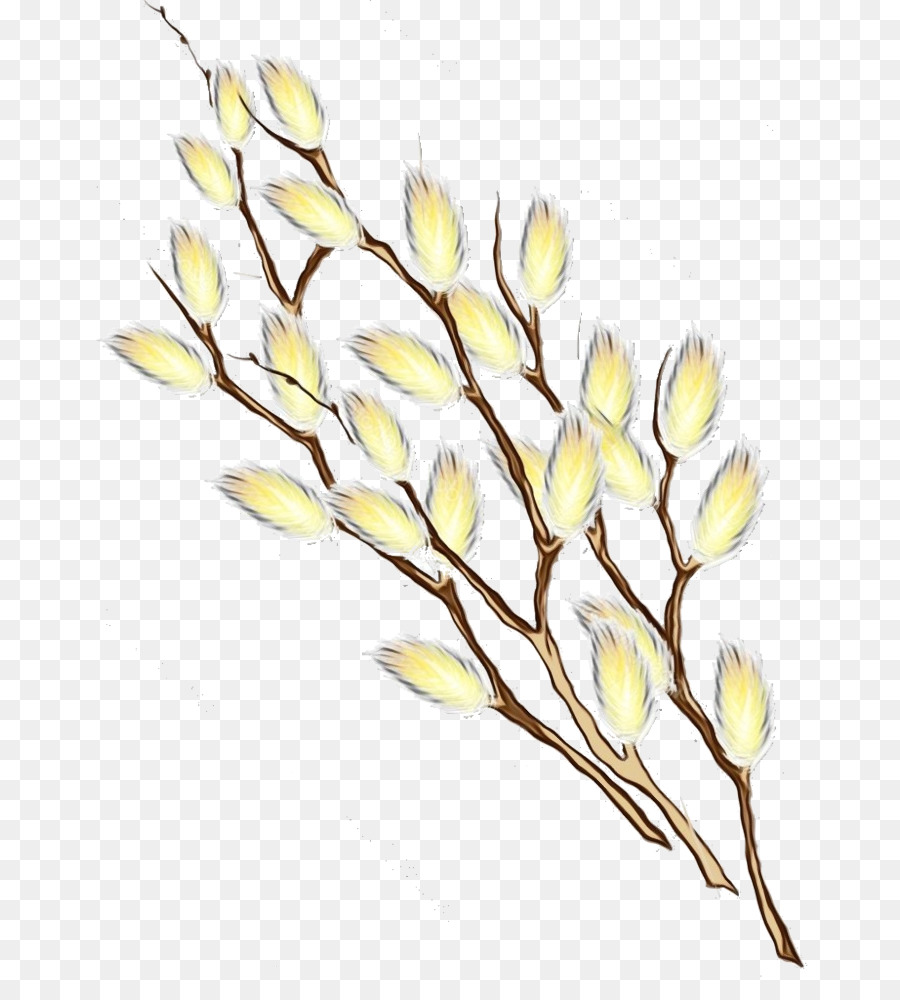 Fleur，Plante PNG