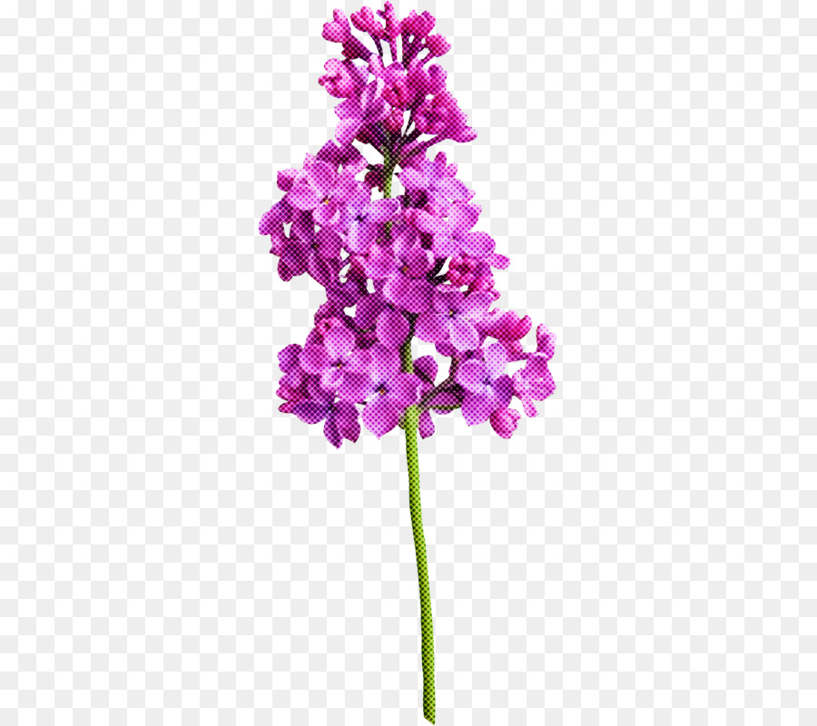 Fleur，Violet PNG