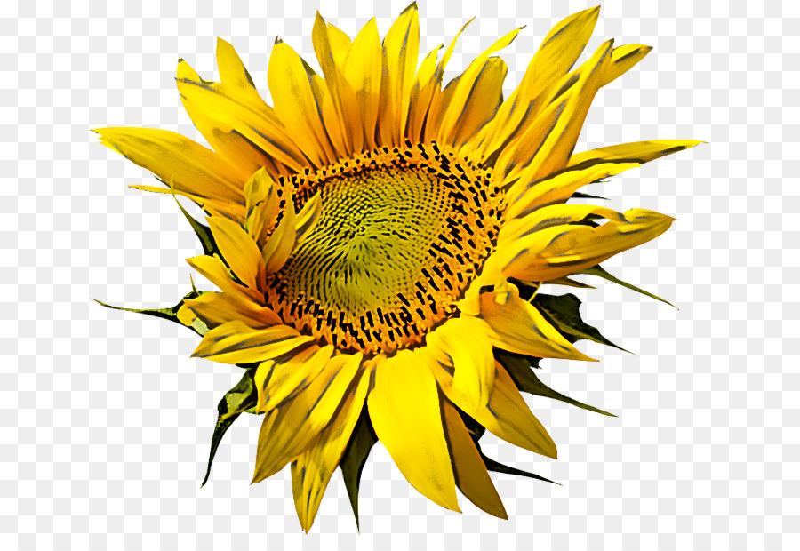 Tournesol Jaune，Feuilles Vertes PNG