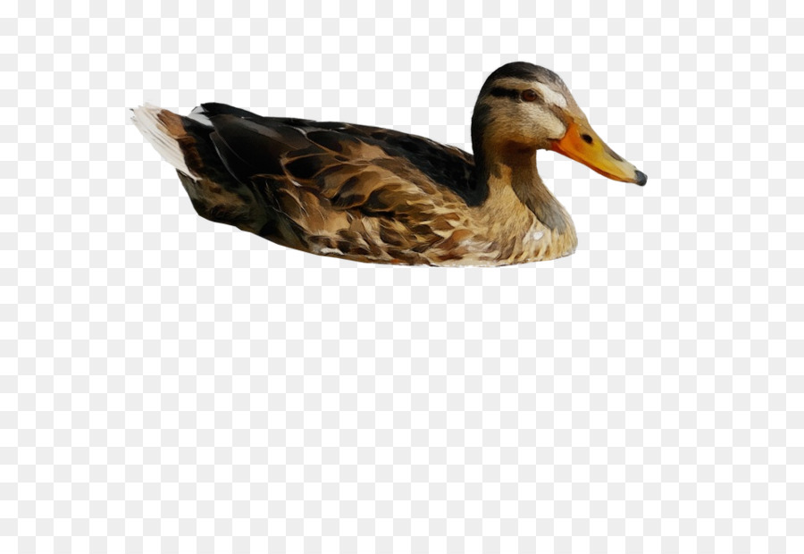 Canard，Oiseau PNG