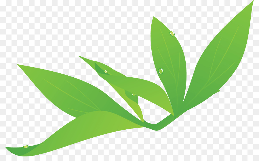 Feuilles Vertes，Feuillage PNG