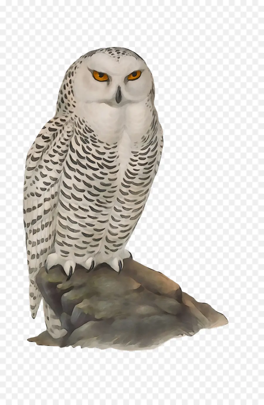 Hibou，Nocturne PNG