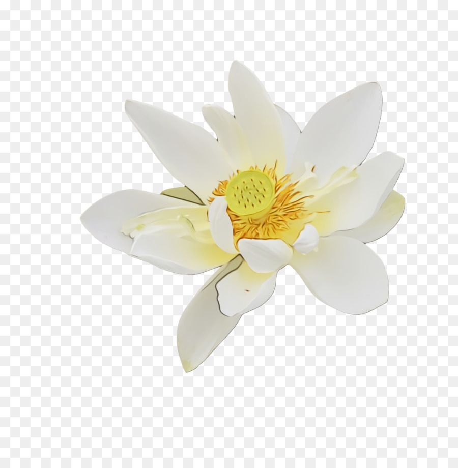 Fleur De Lotus Blanc，Lotus PNG