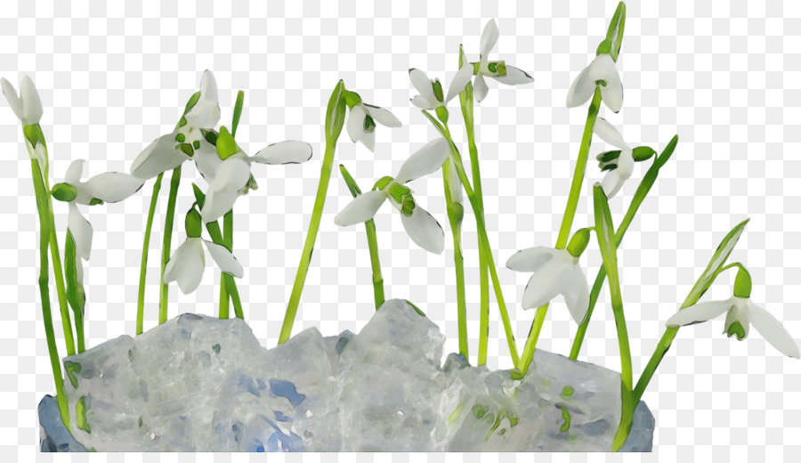 Perce Neige，Fleur PNG