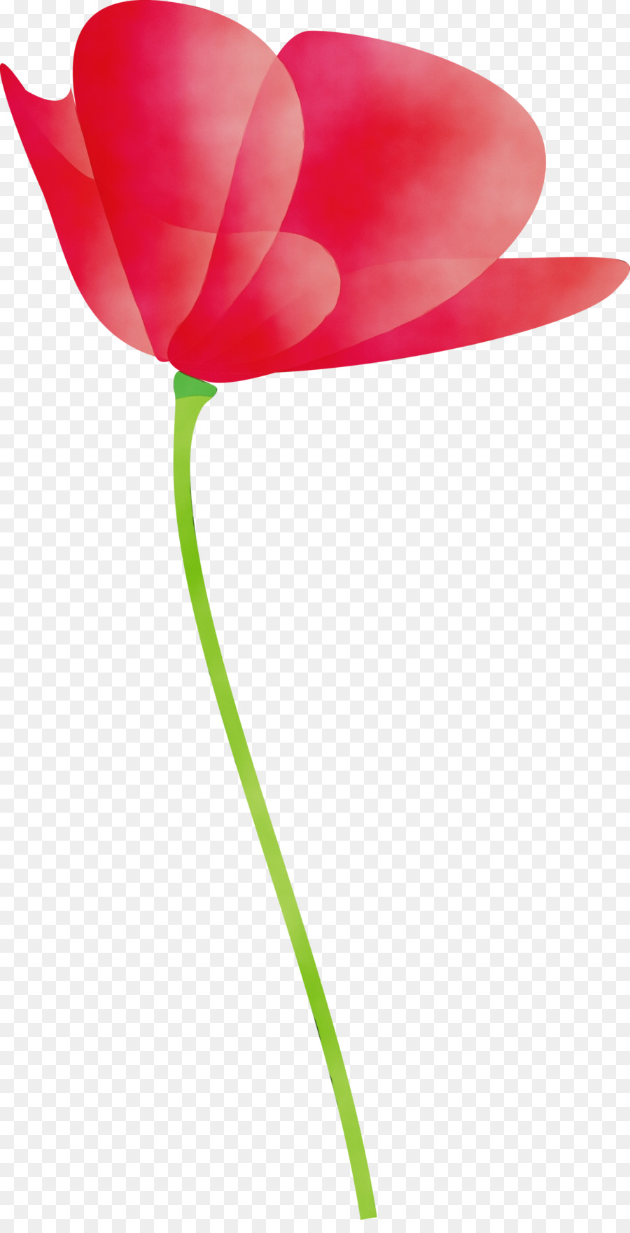 Fleurs Rouges，Coquelicots PNG