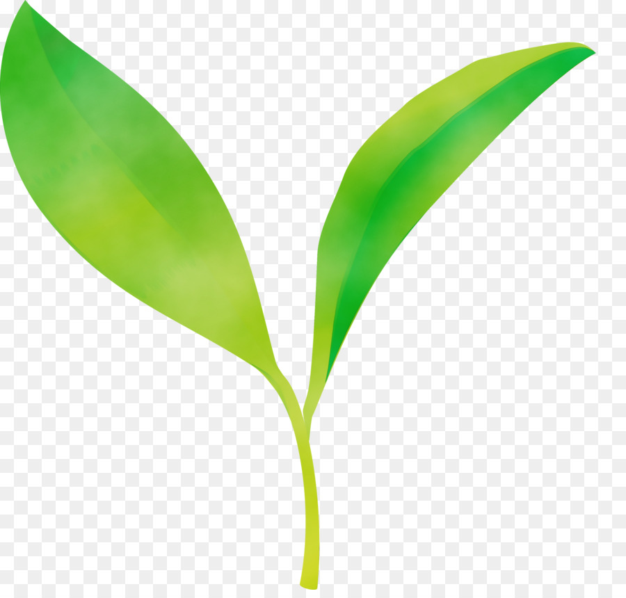 Feuilles Vertes，Feuillage PNG