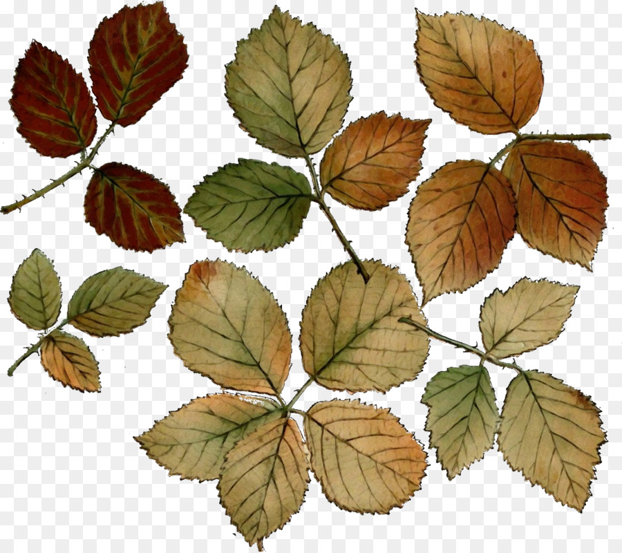 Feuille，Automne PNG