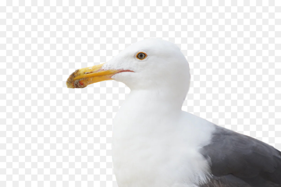 Mouette，Océan PNG