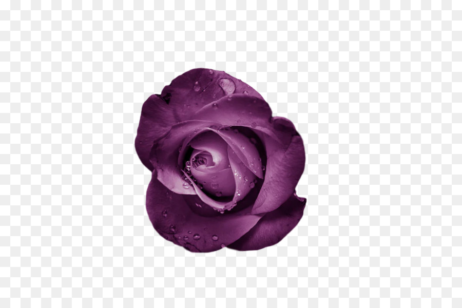 Les Fleurs Coupées，Les Roses De Jardin PNG