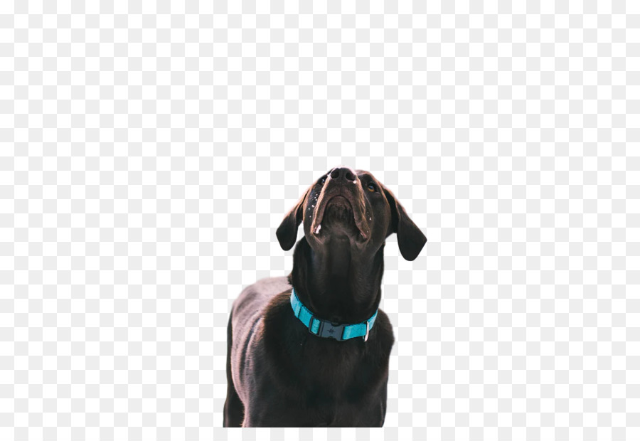 Chien，Chiot PNG