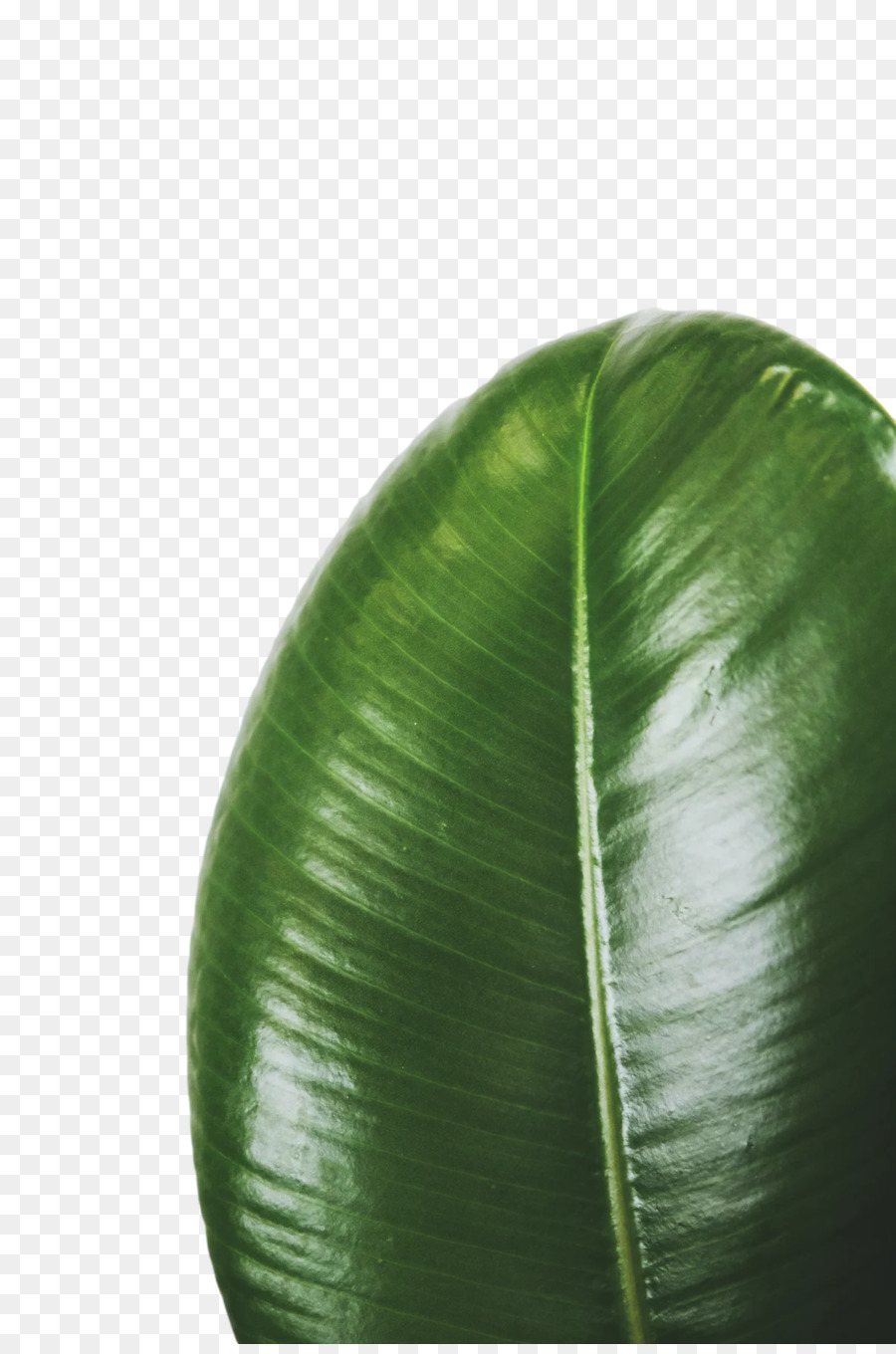 Feuille，Vert PNG