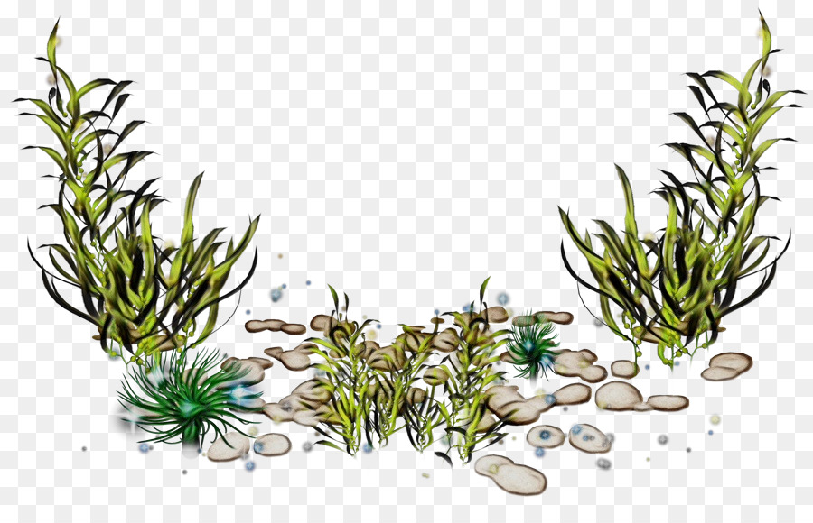 Plantes Aquatiques，Roches PNG