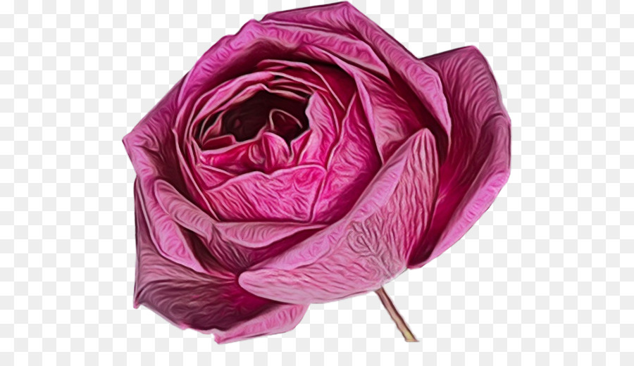 Les Roses De Jardin，Les Fleurs Coupées PNG