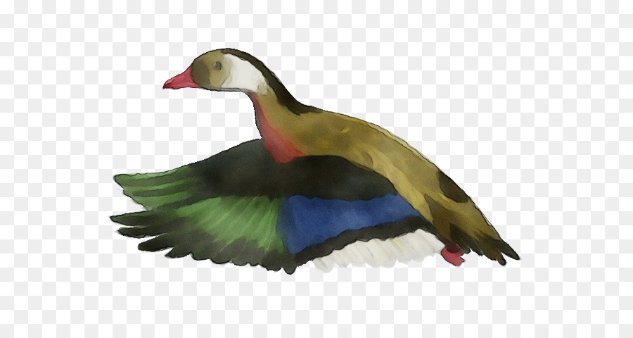 Mallard，Canard PNG