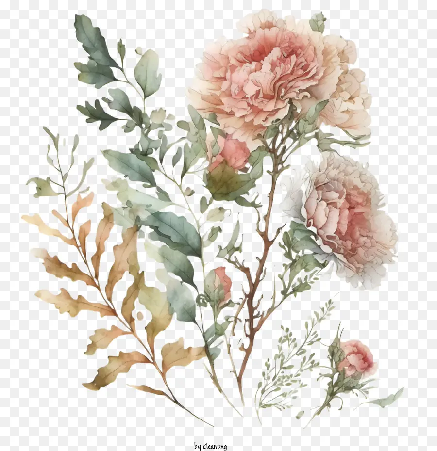 Oeillets Aquarelle，Composition Florale PNG