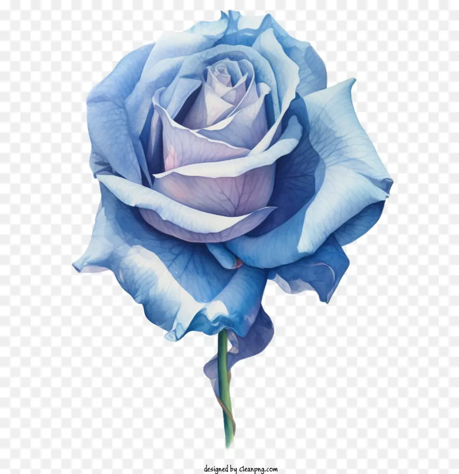 Rose Bleue，Aquarelle Rose Bleue PNG