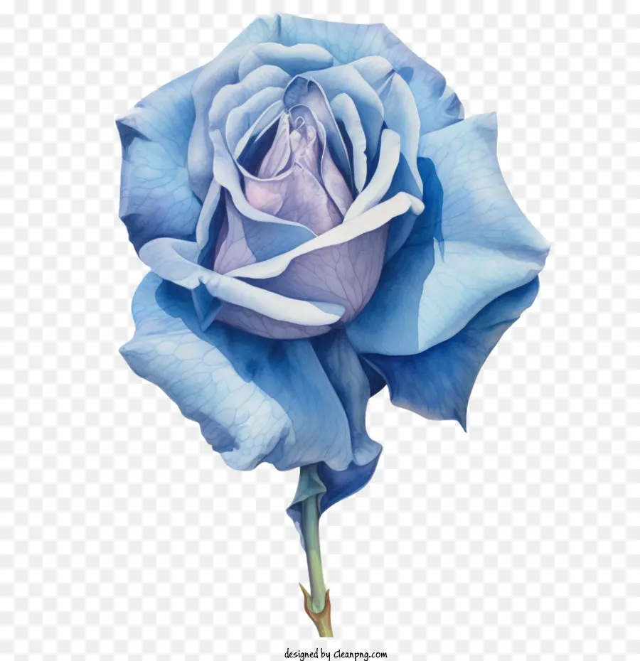 Rose Bleue，Aquarelle Rose Bleue PNG