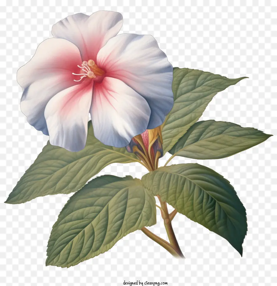 Fleur D'impatiente，Hibiscus Blanc PNG