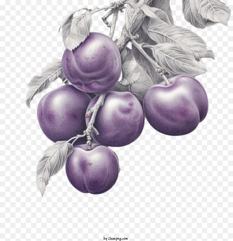 Fruits De Prunes，Prunes PNG