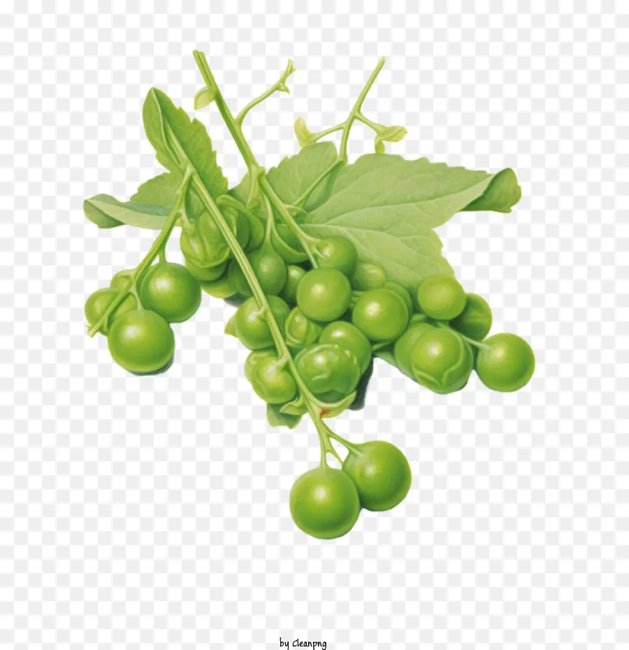 Pois Verts，Baies Vertes PNG